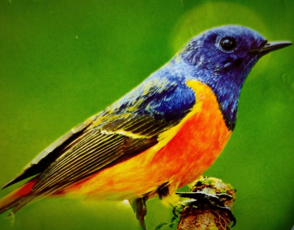 Фотография автора Debdutt Saha