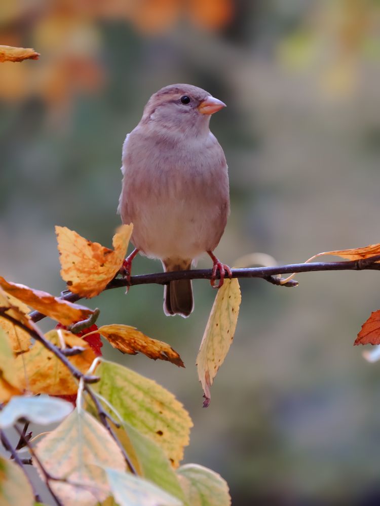 Фотография автора Марина Алексеевская
