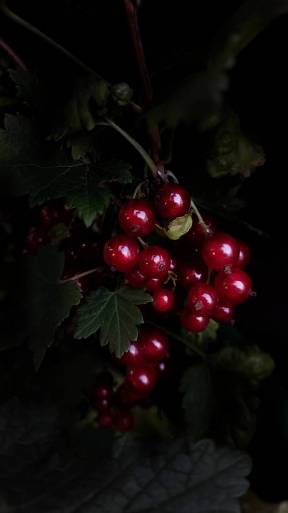 Photograph by Хоменчук Людмила