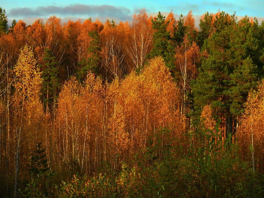 Золотая осень.