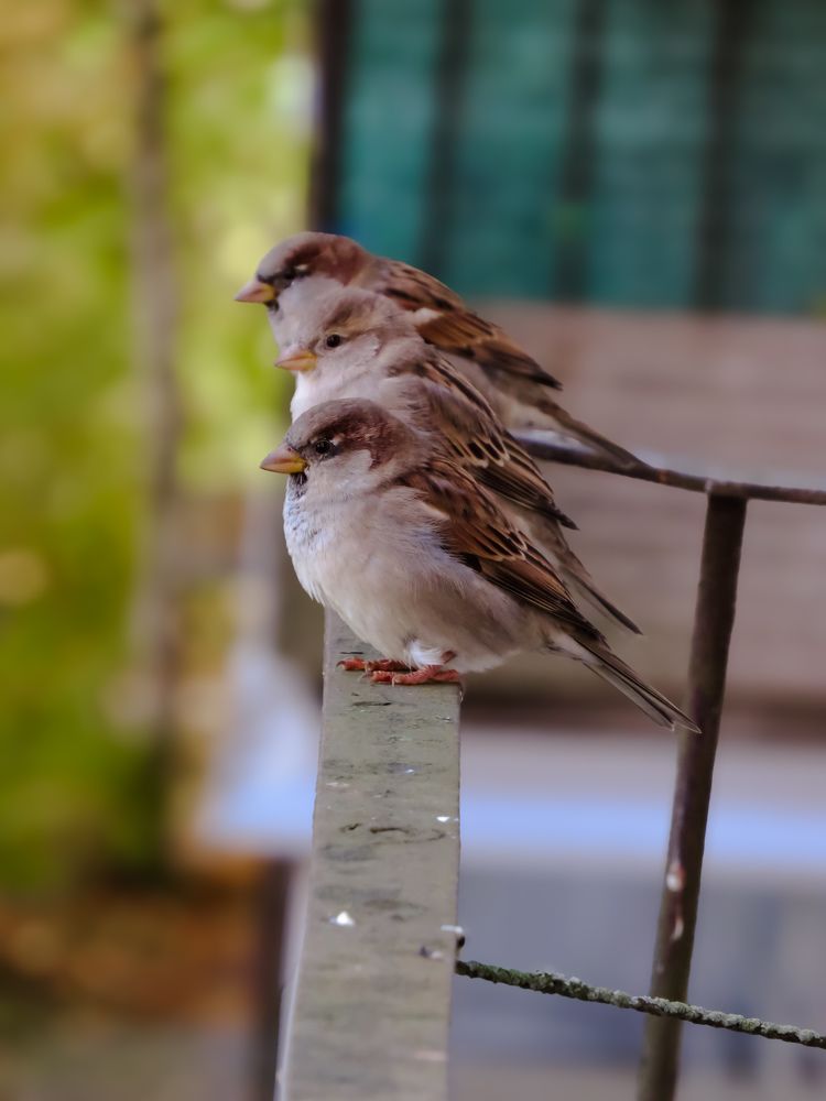 Фотография автора Марина Алексеевская