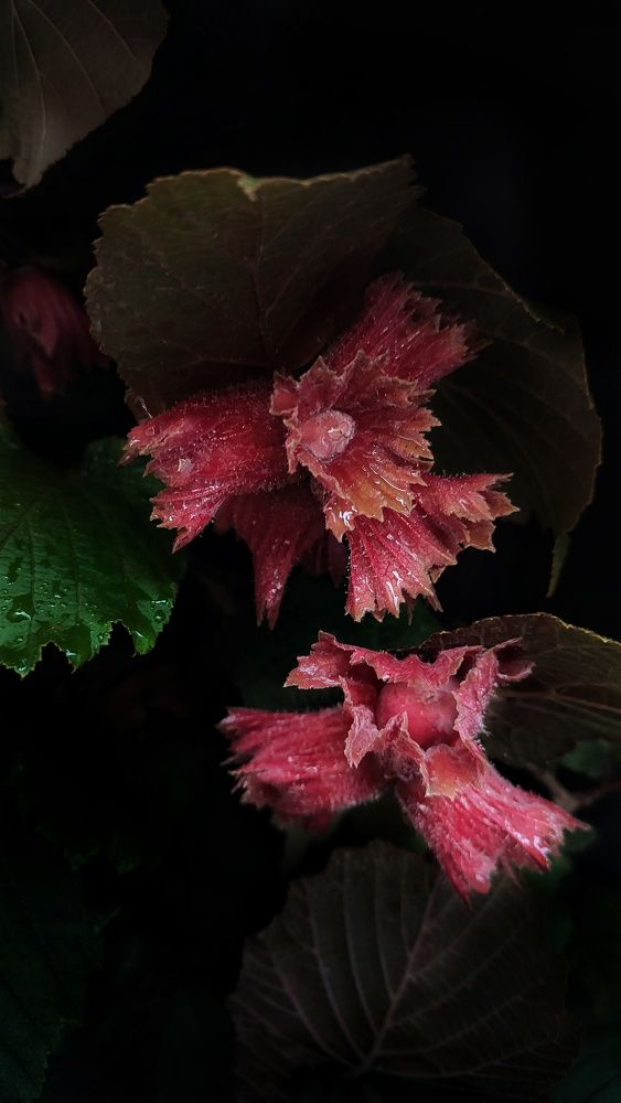 Photograph by Хоменчук Людмила