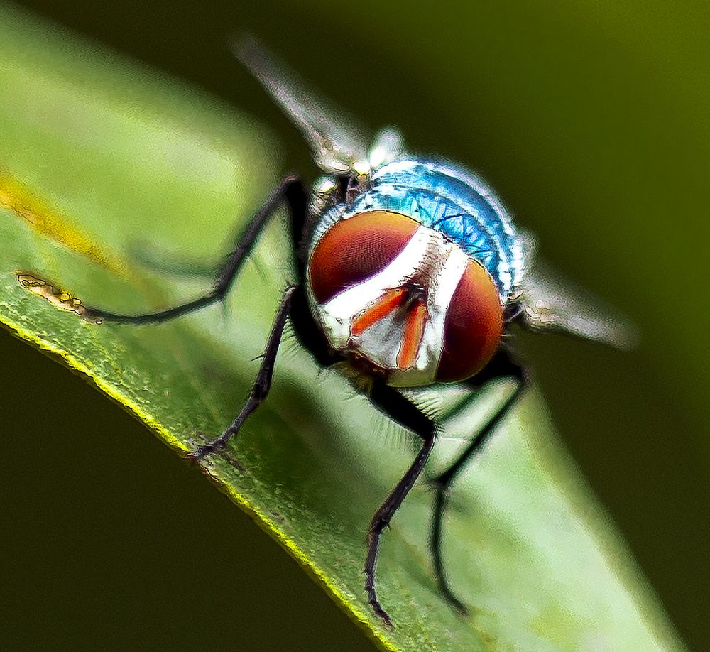 Фотография автора Shatrughan Singh