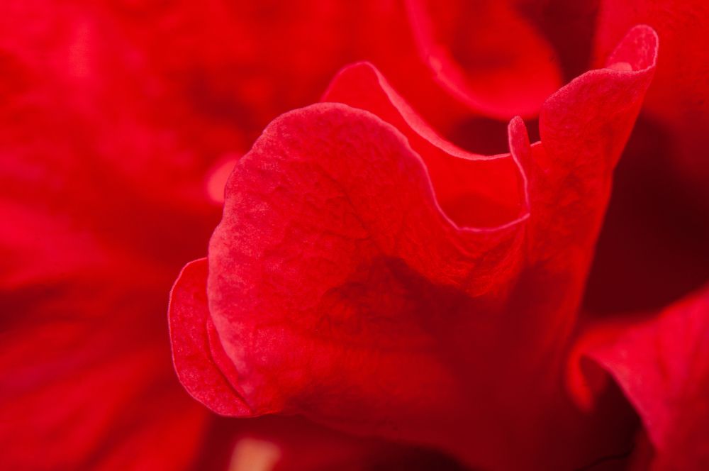 Photograph by Chamara Sulakkhana Polwatta Siriyalage