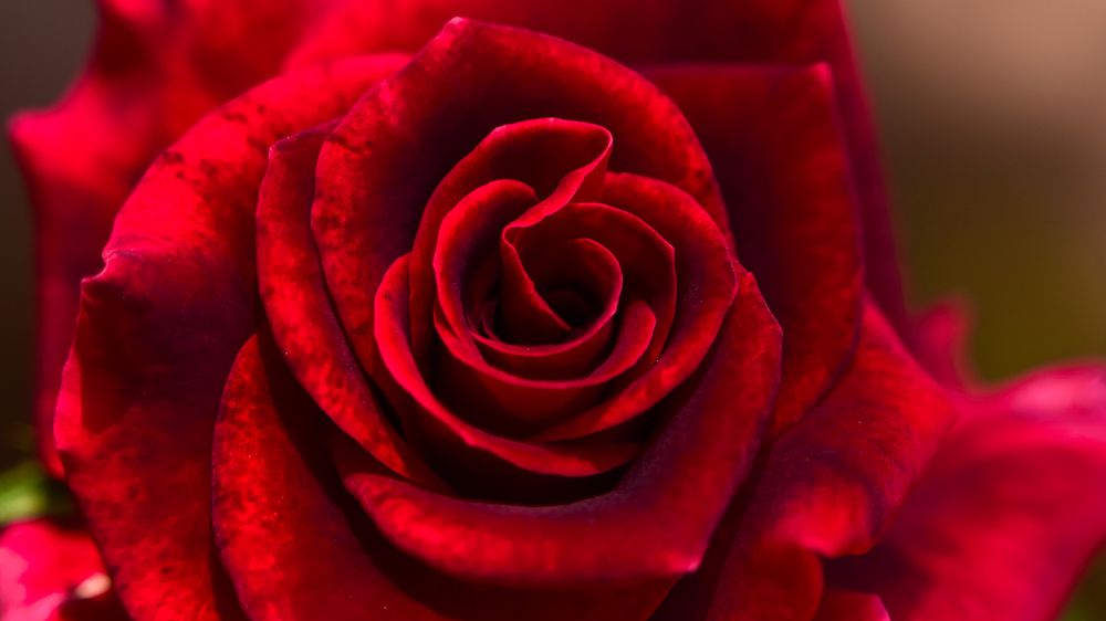 Photograph by Vimal Ram S