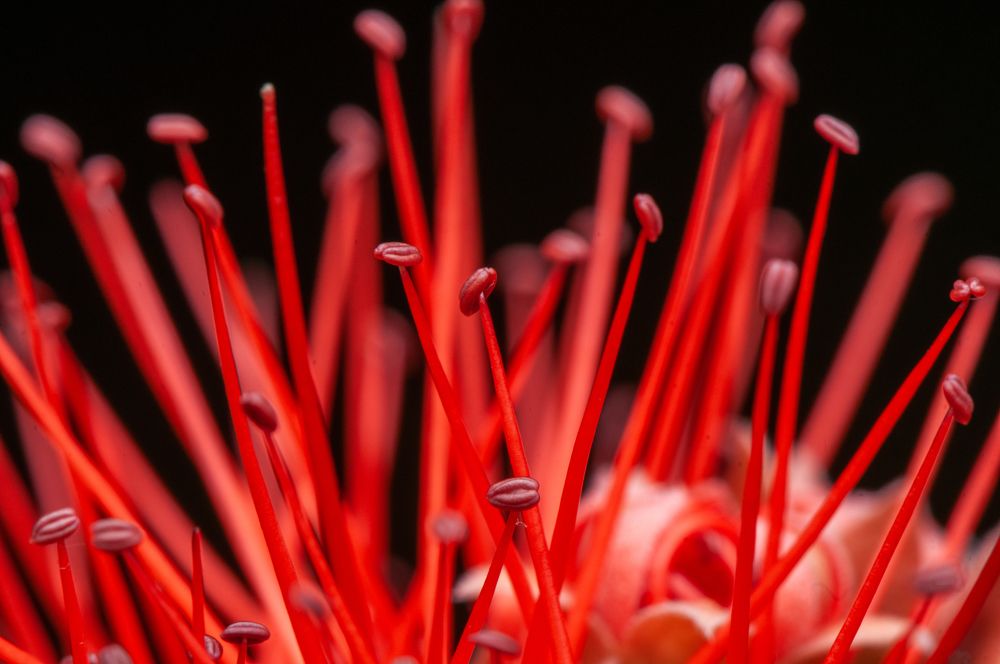 Photograph by Chamara Sulakkhana Polwatta Siriyalage