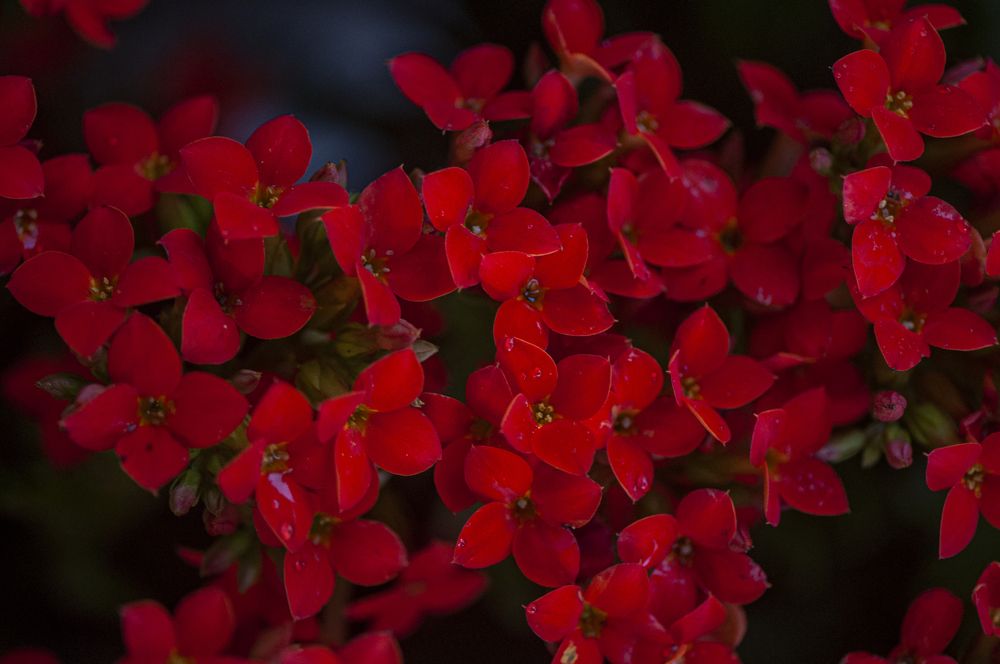 Photograph by Chamara Sulakkhana Polwatta Siriyalage