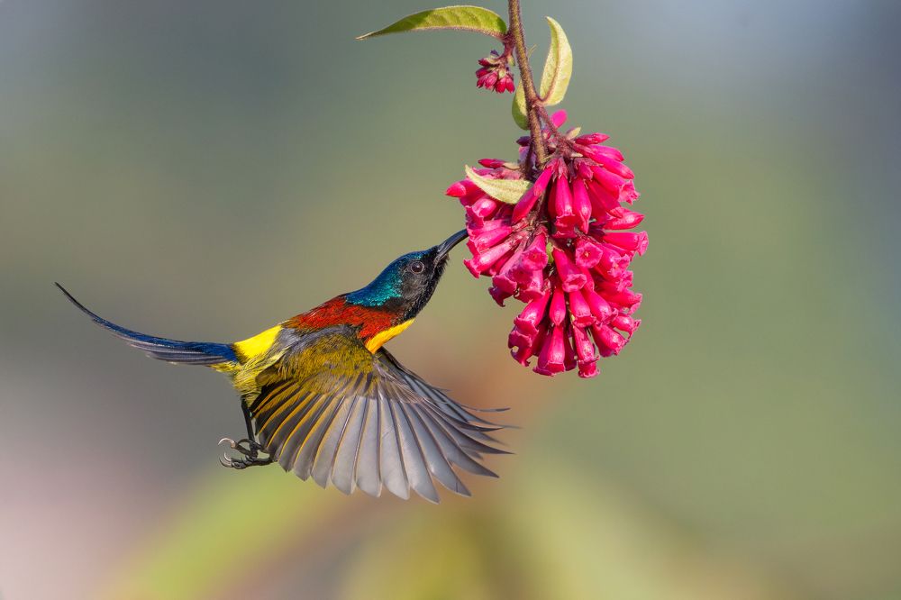 Green-tailed Sunbird