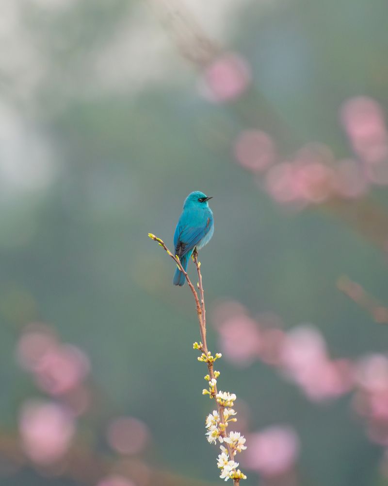 Verditer flycatcher