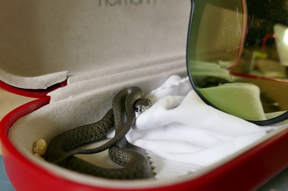 Фотография автора Ekaterina Palant