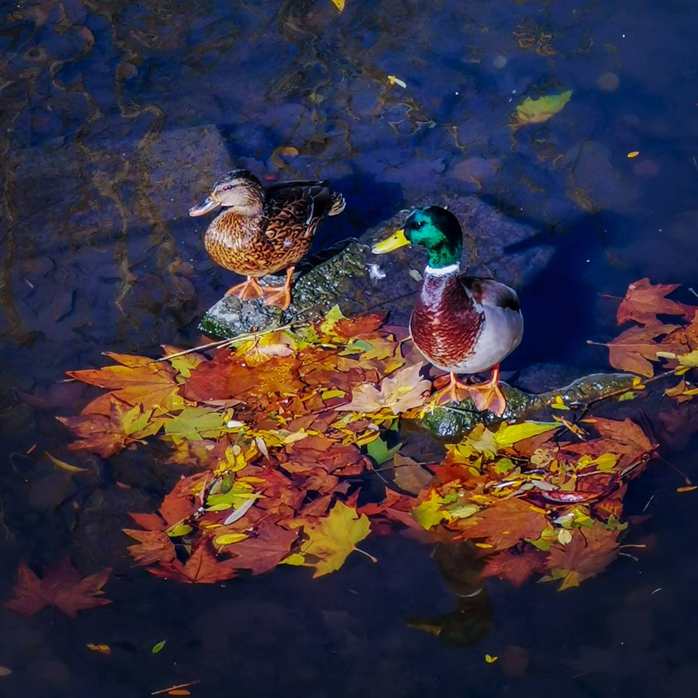 Photograph by Мария Цепилова