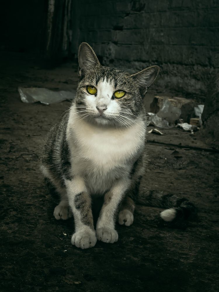 Photograph by Usama raza