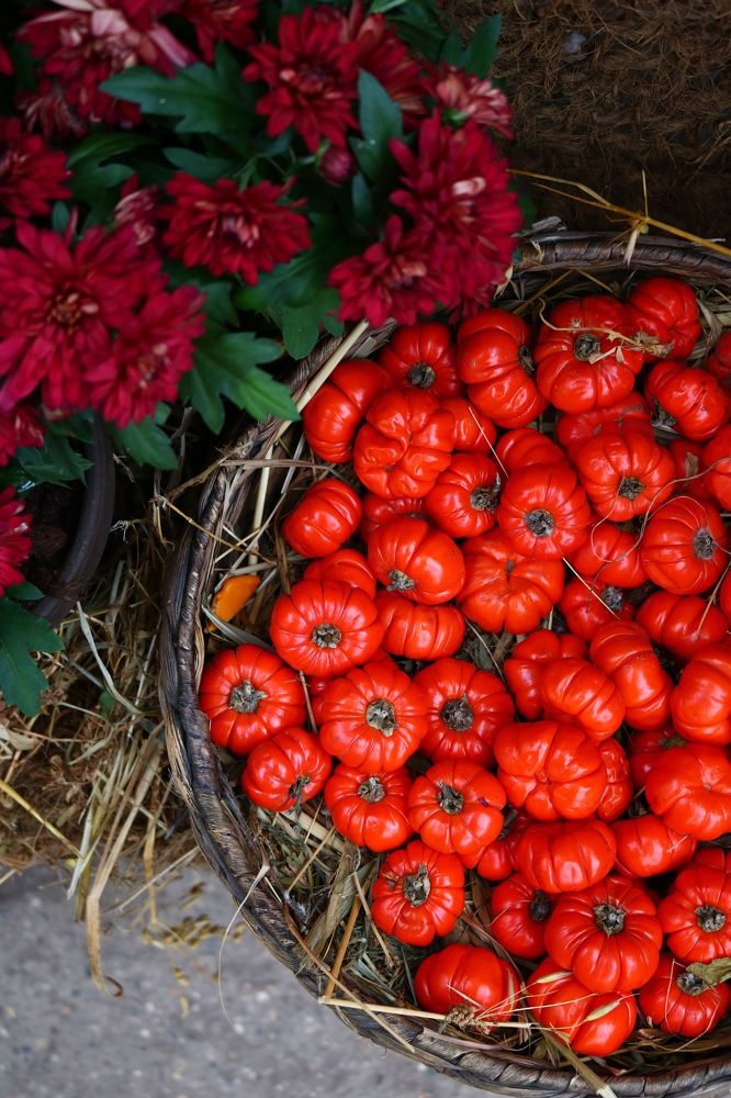 Photograph by Светлана Шуткова