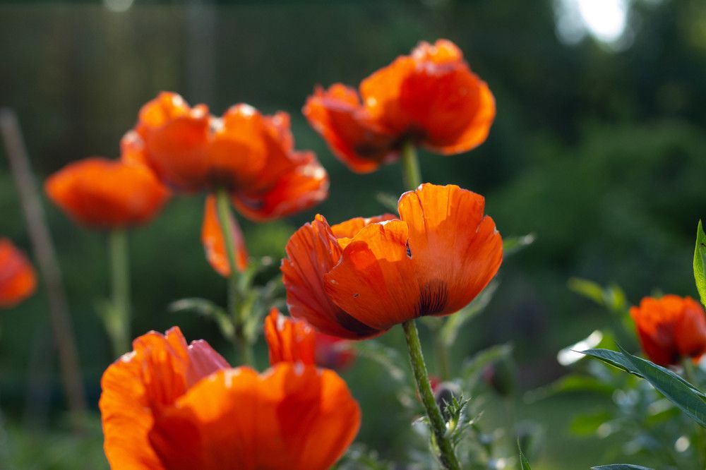 Photograph by Наталья Романова