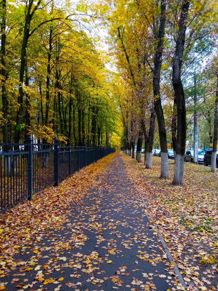 Осенняя тропа