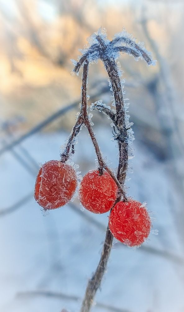 Фотография автора Анастасия Мамаева