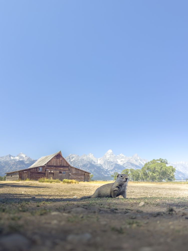 The best photo-bomber award goes to..