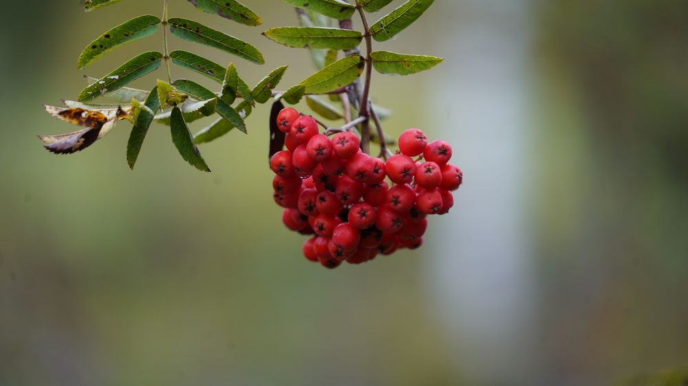 Photograph by Toomas Tõnisalu