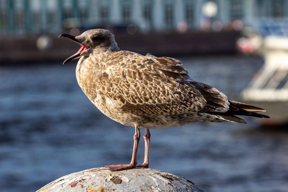 Фотография автора Таисия