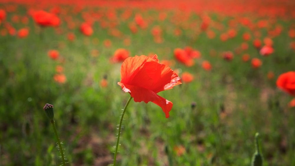 Photograph by Наталия Питолина