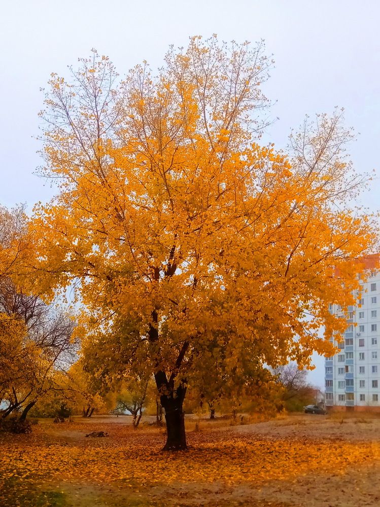 Желтое дерево