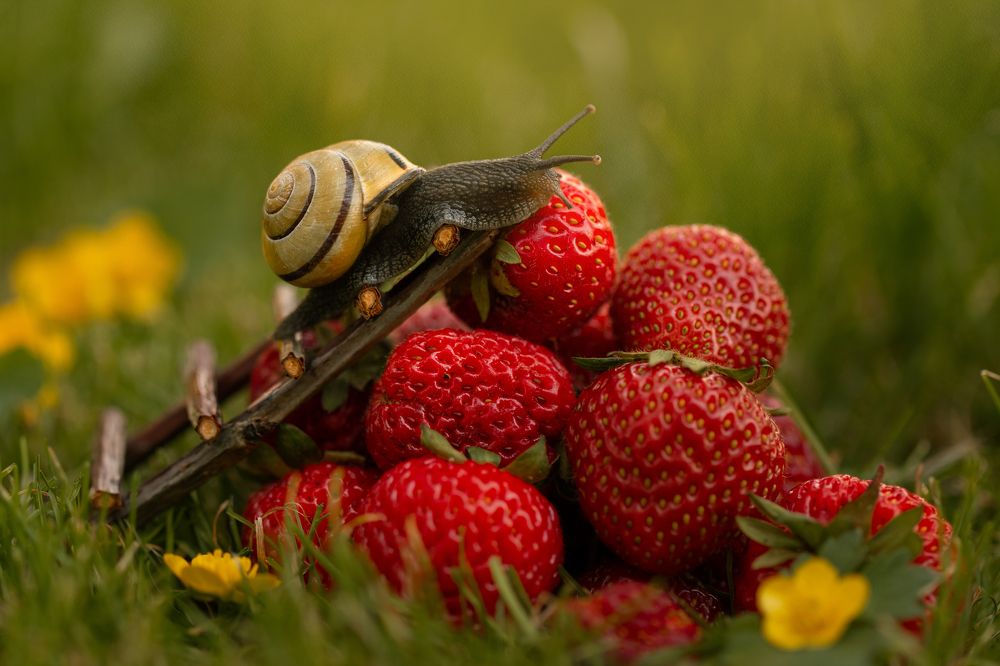 Земляничное лето