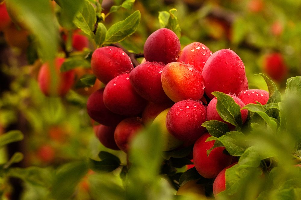 Photograph by Надежда Гриднева