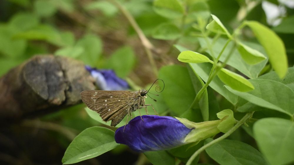 Фотография автора SHREYAN DEY SARKAR