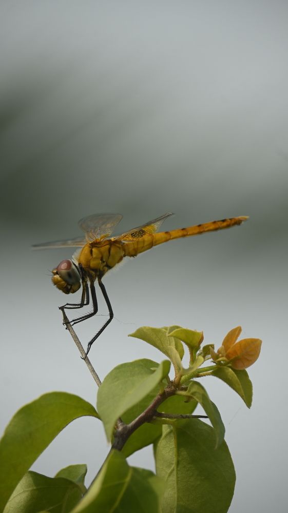 Фотография автора SHREYAN DEY SARKAR