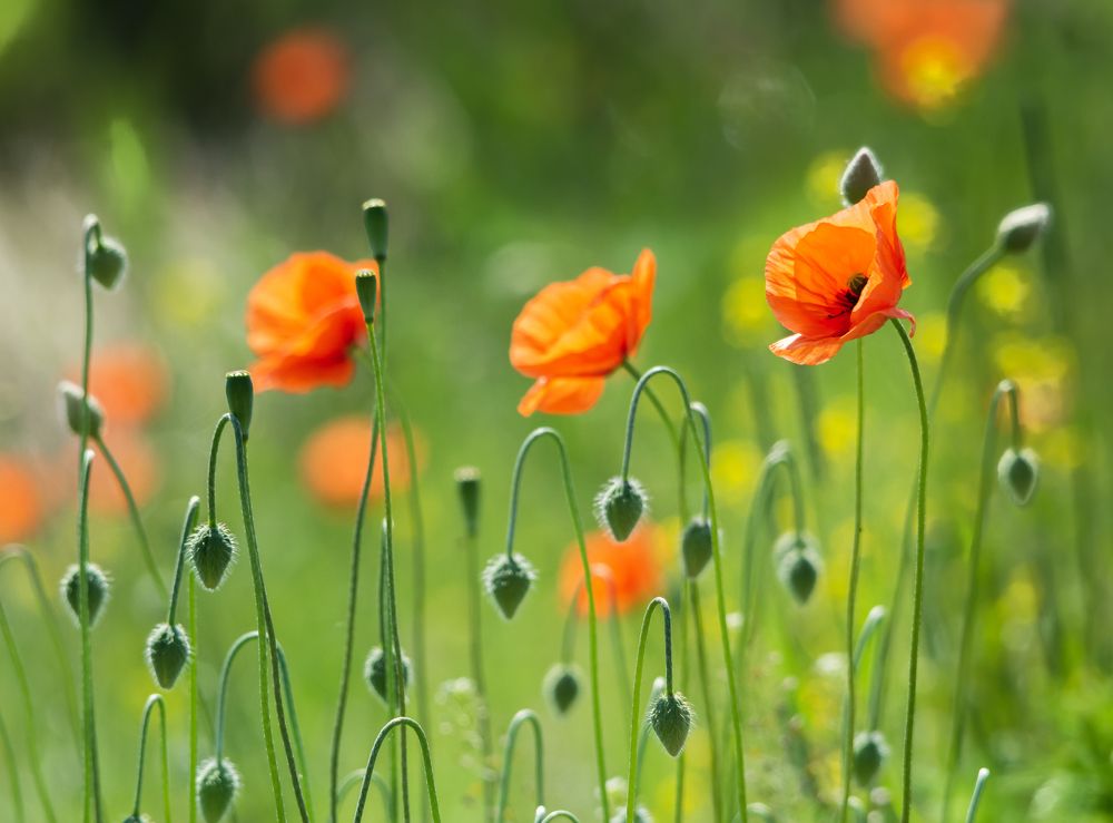 Photograph by Agita Leimane