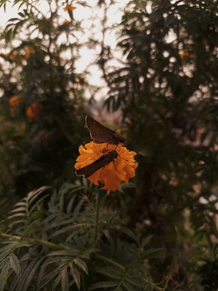 Photograph by A Sh