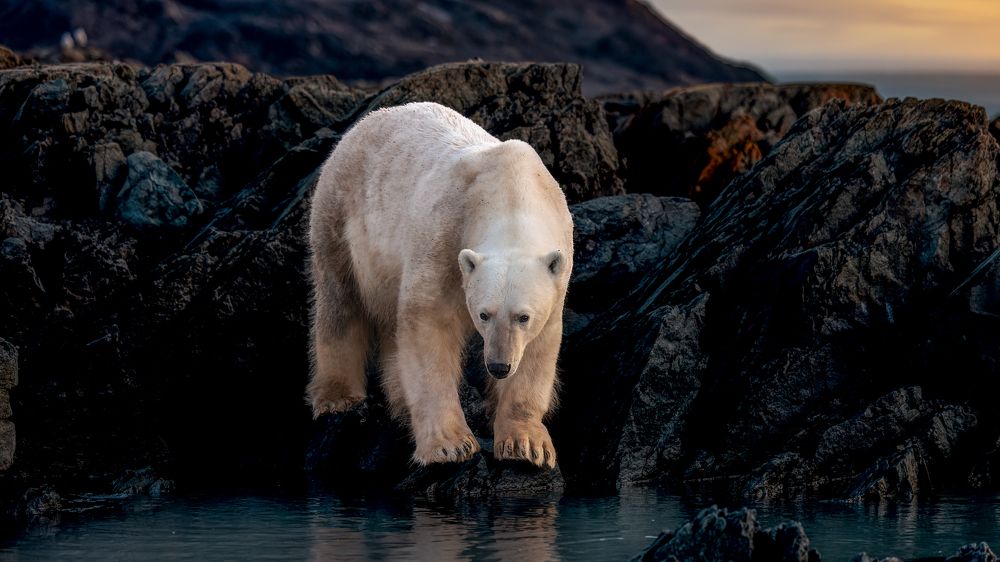 Photograph by Ruzdi Ekenheim