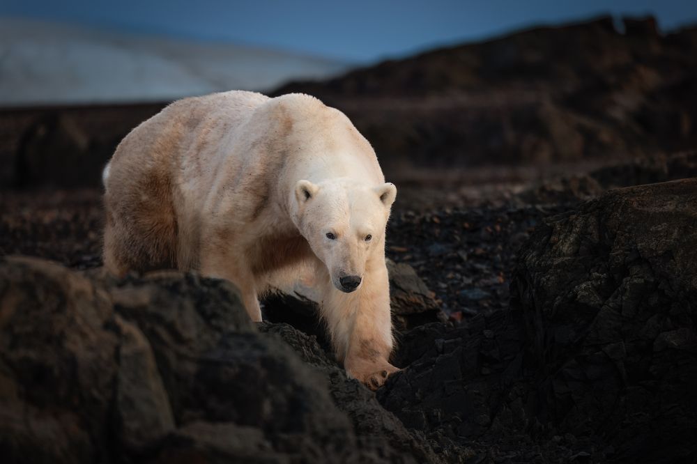 Photograph by Ruzdi Ekenheim