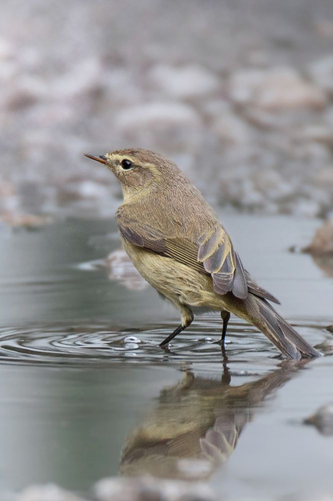 Photograph by Ожиганова Людмила