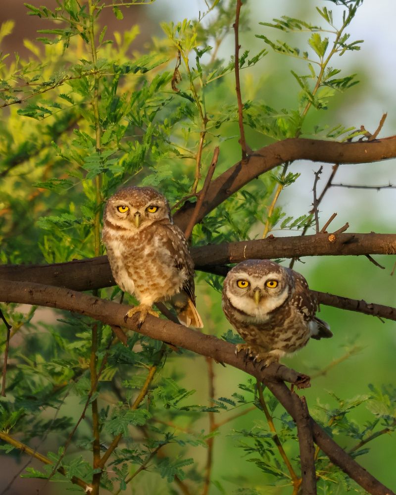 Photograph by RAJKUMAR CHETTE