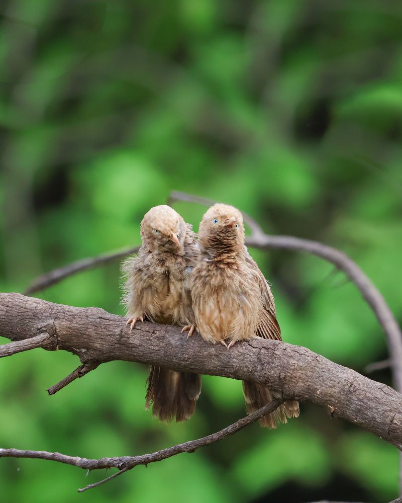 Photograph by RAJKUMAR CHETTE