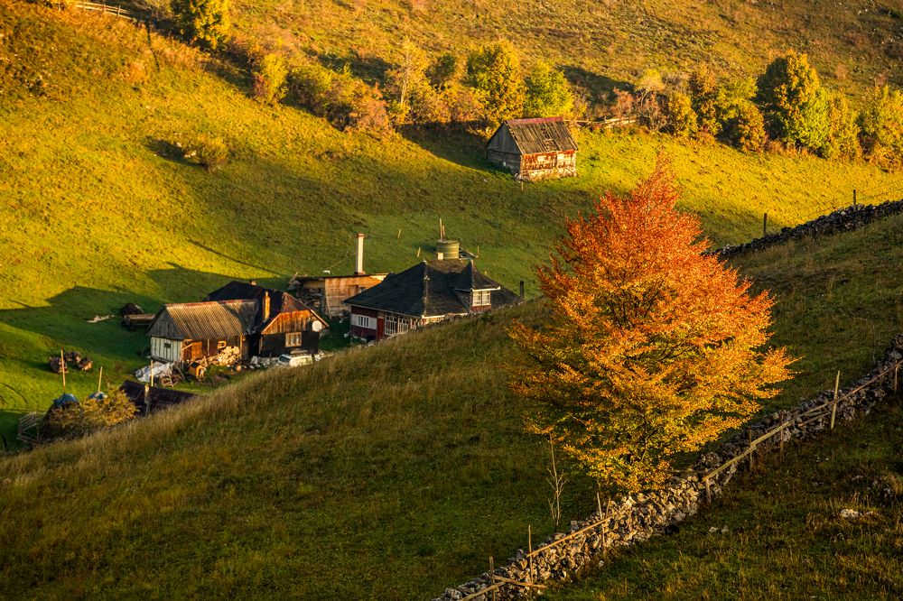 Фотография автора COMSA BOGDAN