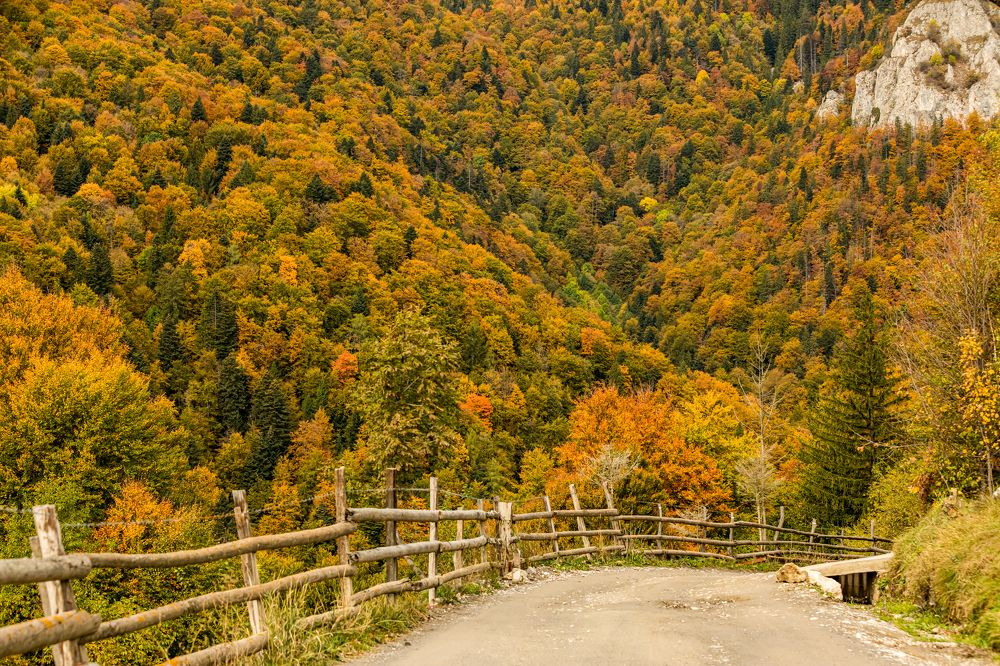 Фотография автора COMSA BOGDAN