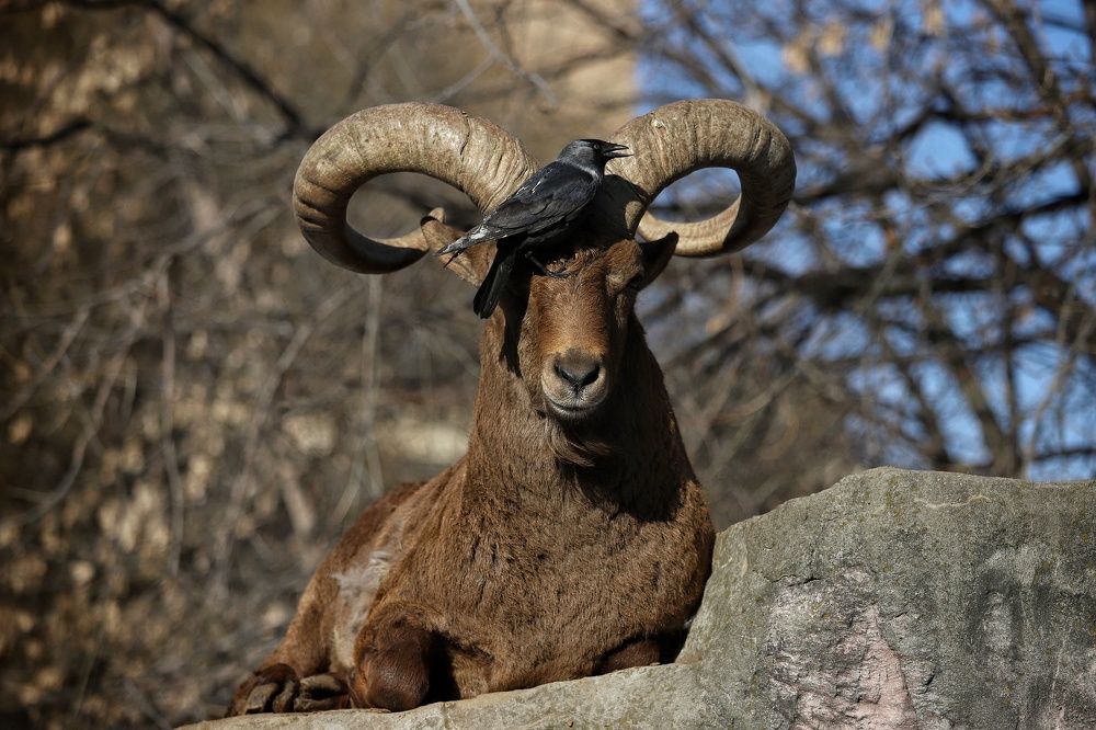 Фотография автора Елена Кириллова