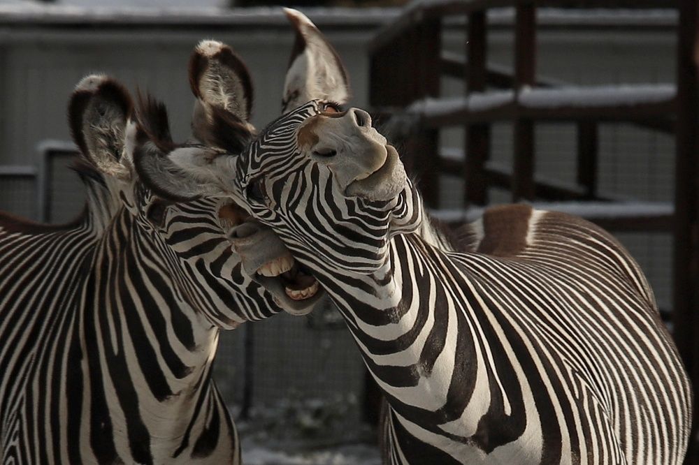 Фотография автора Елена Кириллова