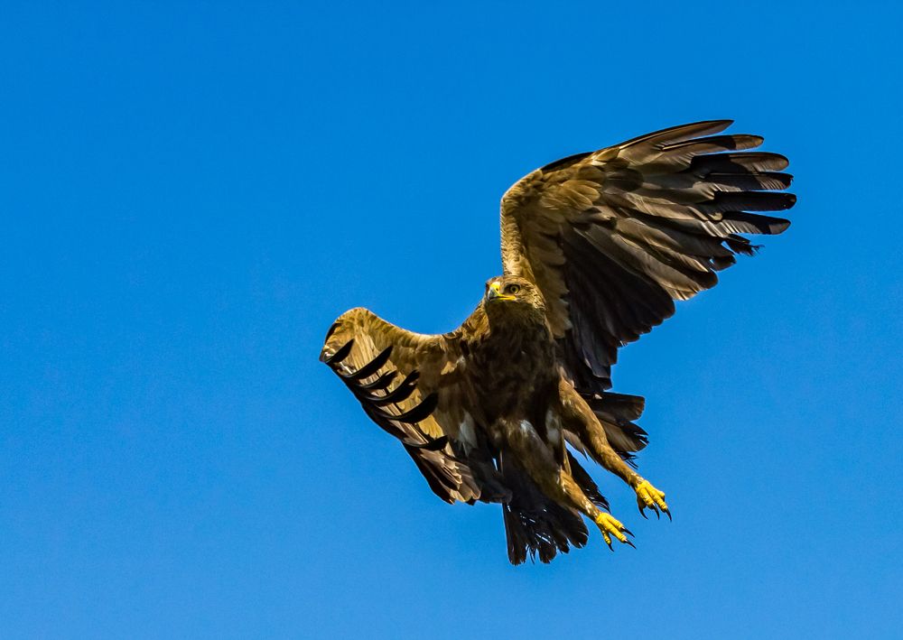 Фотография автора COMSA BOGDAN