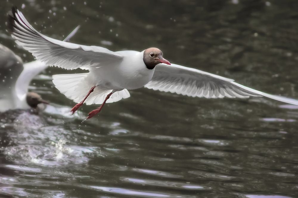 Photograph by Клясюк Галина