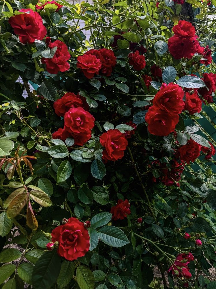 Photograph by Татьяна Зенина