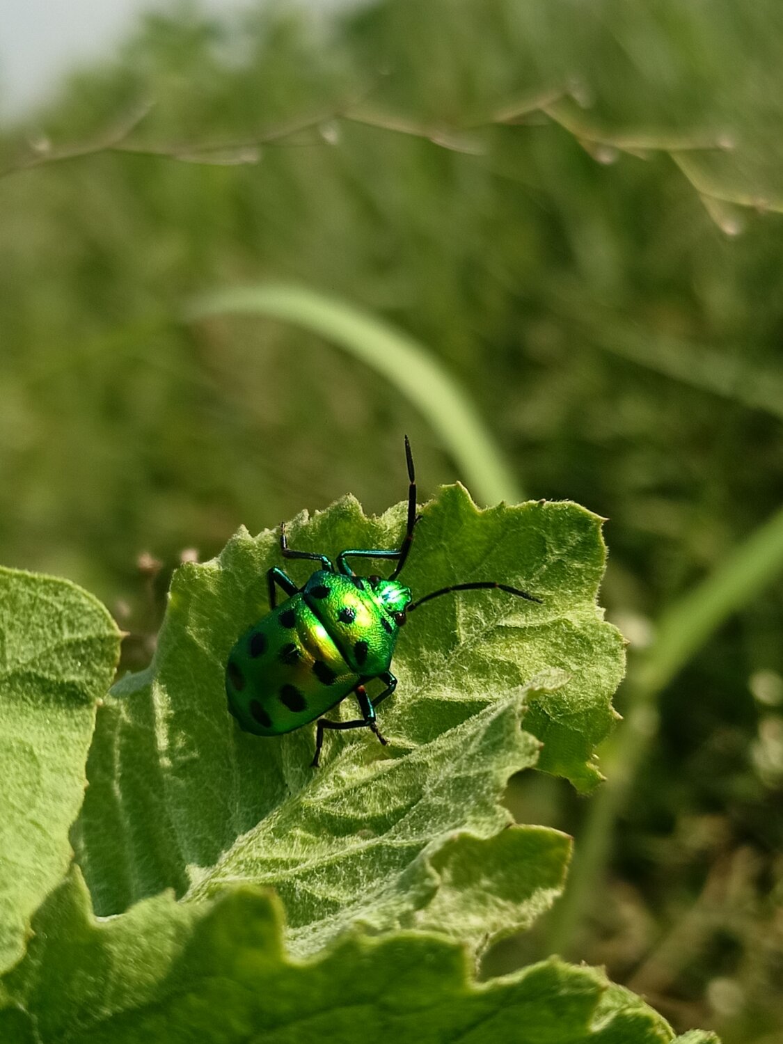 "The Green Beetle"