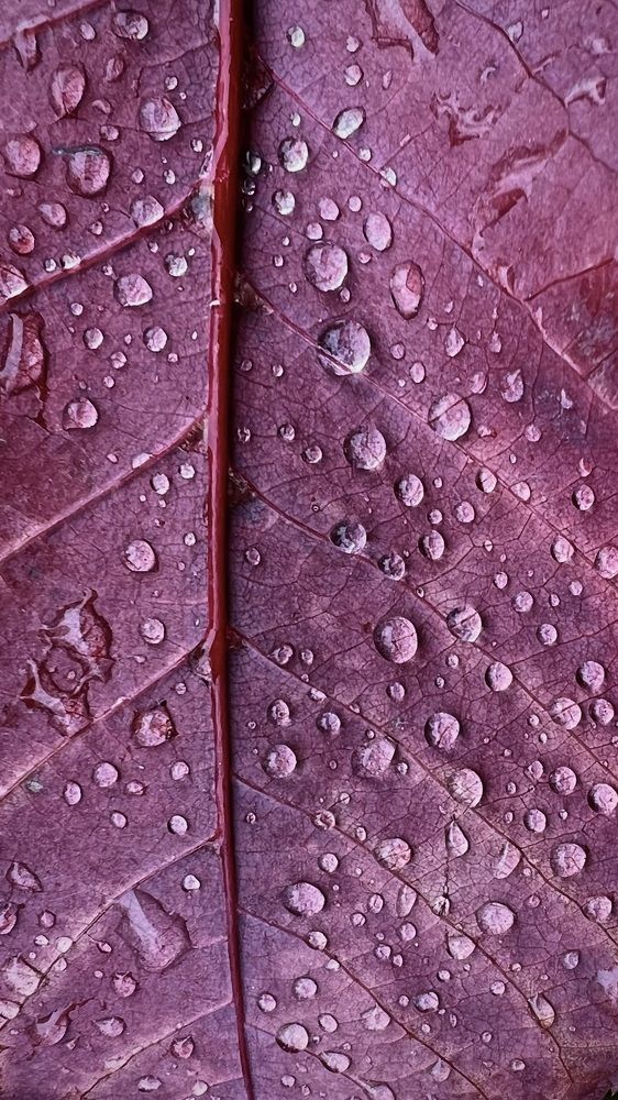 Photograph by Oxana Petlina