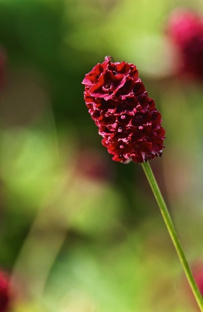 Photograph by Oxana Petlina