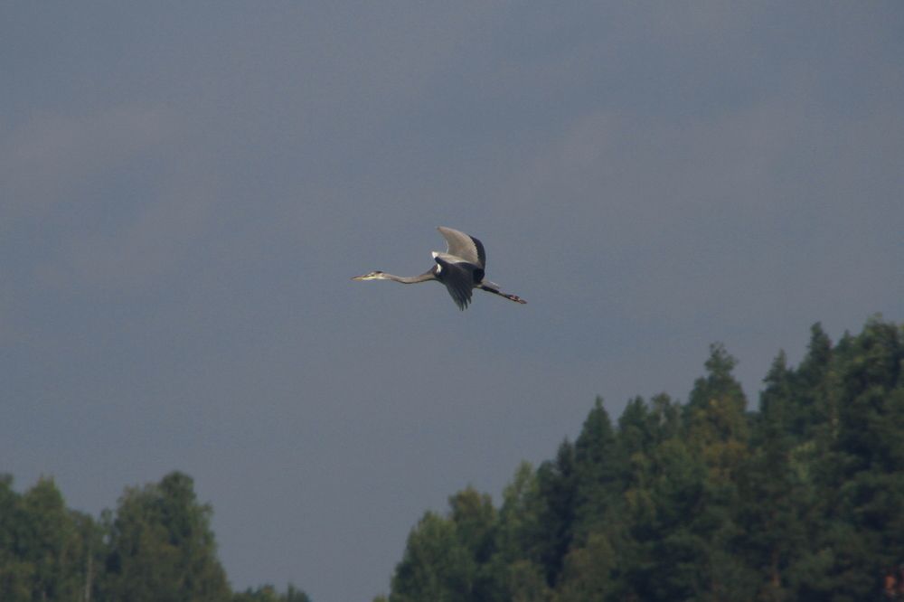 Фотография автора Анастасия Зверева