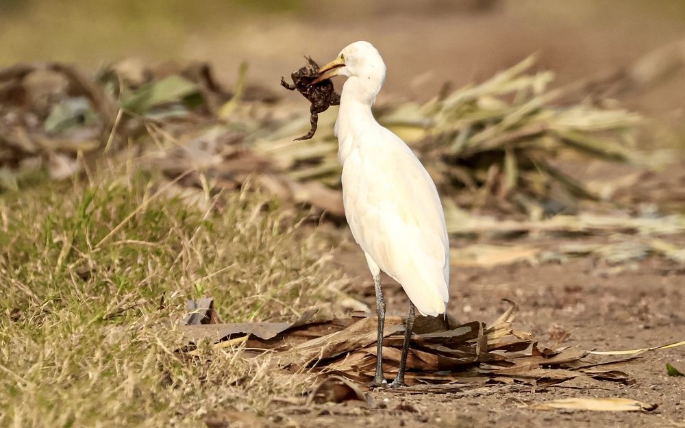 Photograph by RAJKUMAR CHETTE