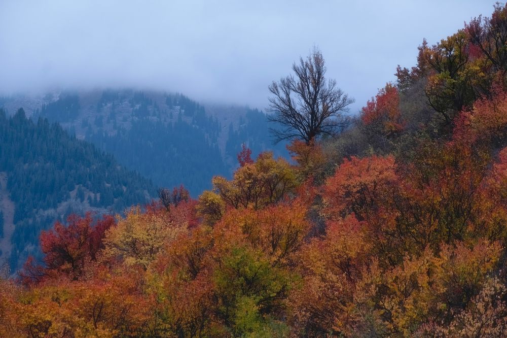 Photograph by Светлана Краюшкина