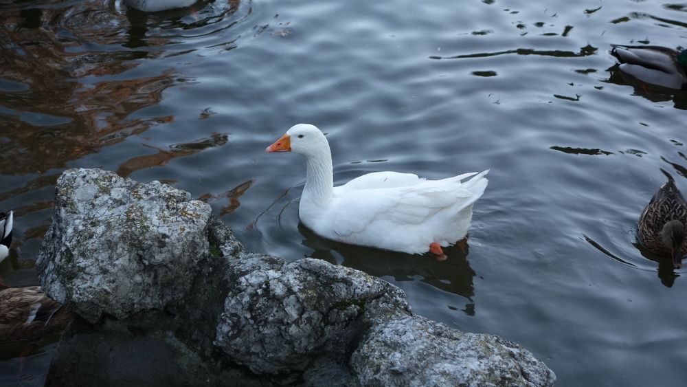 Фотография автора Liliana C.